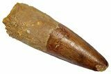 Fossil Spinosaurus Tooth - Real Dinosaur Tooth #345434-1